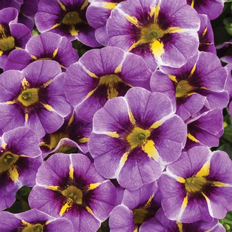 Calibrachoa x Superbells Evening Star Proven Winners Mini Petunia ...