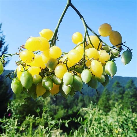 Growing Pumpkins in Santa Cruz County: From Seed to Jack-o-Lantern