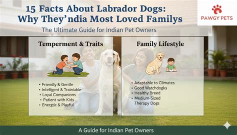 15 Facts About Labrador Dogs: Why They’re India’s Most Loved Family Pe ...
