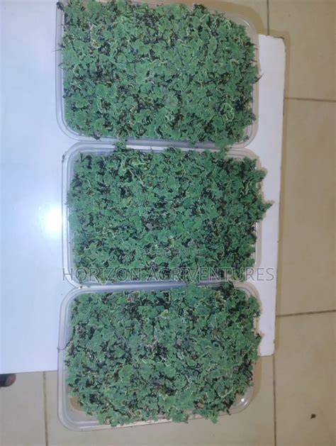 Turn a Small Azolla Starter Into Daily Animal Feed! in Gwarinpa - Farm ...