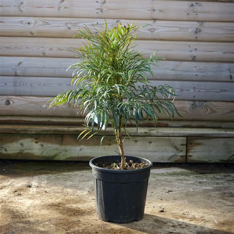 Mahonia 'Soft Caress' | Oregon Grape Shrubs | Ornamental Trees