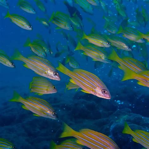 First Time Scuba Diving In Pattaya: What It Feels Like - Jomtien Dive ...