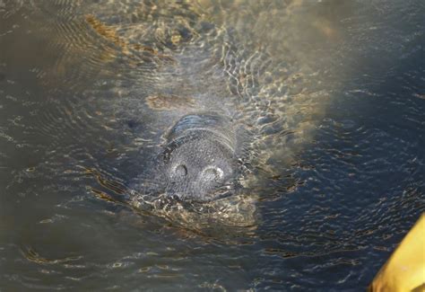 FWC proposes changes to manatee zone boat speeds in Indian River County