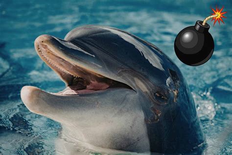 Delfines kamikaze” en Ormuz? La extraña guerra de acusaciones entre ...