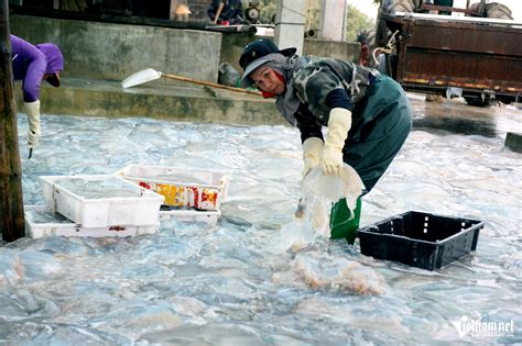Floating jellyfish become valuable catch for coastal fishermen