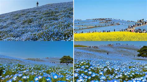Explore Japan’s Hitachi Seaside Park for its 5.3 mn blue flowers; check ...