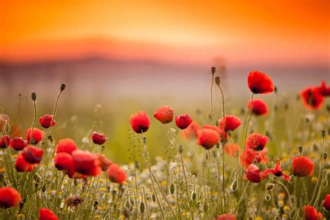 Learn the History and Symbolism Of the Red Poppy Ahead Of Memorial Day
