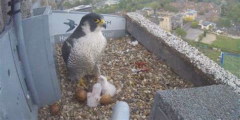 Latest news on the peregrine falcons | Norwich Cathedral