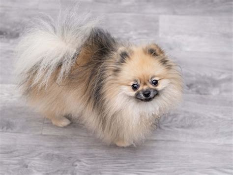 Puppy Hilariously Hides Under Clothes Hamper for Protection While ...