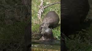 Watching otters increases joy and relaxation in viewers worldwide