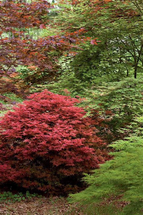 12 Small Trees That Won’t Overwhelm Your Yard