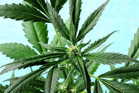 Flower for Sale in Voorhees NJ - Eastern Green Cannabis
