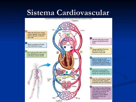 Sistema cardiovascular | PPT