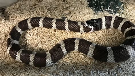 Watch what happens after this snake kills itself