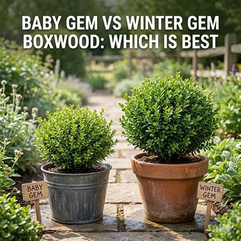 Baby Gem vs Winter Gem Boxwood: Which is Best