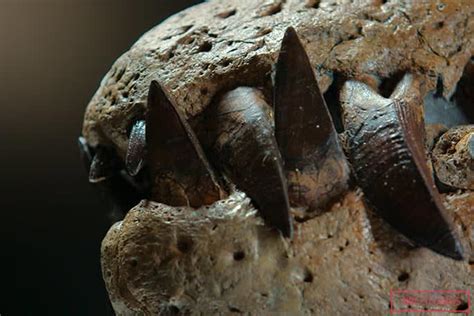 Scientists discover the most complete sea monster skull ever, trapped ...