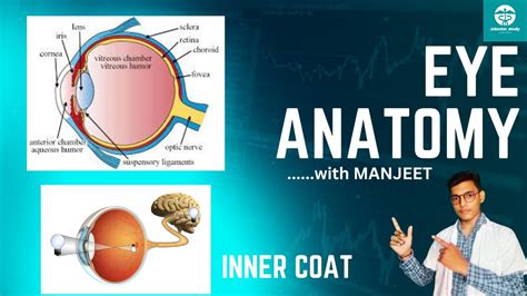 Inner Coat of Eye ।। Eye Anatomy ।। Retina ।। BDC ANATOMY ।। By Manjeet ...