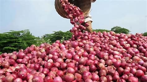 Onion Price Hike: ਮਹਿੰਗੇ ਪਿਆਜ਼ ਤੋਂ ਮਿਲੇਗੀ ਰਾਹਤ, 35 ਰੁਪਏ ਕਿਲੋ ਵਿਕੇਗਾ ...