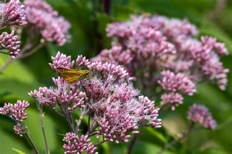 The Power of Attraction: Create a Pollinator Garden in NWA