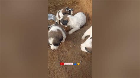 Homeless puppies #puppy #shorts #dog #animals #dişikangal #cute # ...