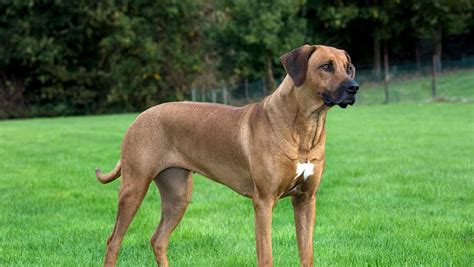 Rhodesian ridgeback care from training to health