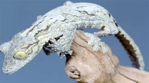 Mossy leaf tailed gecko, the master of camouflage