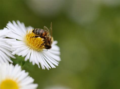 Honeys White Turn: Causes, Implications & Prevention Tips - Beekeeper ...