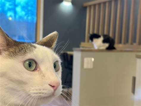 【2026年】山中湖の桜 開花・見頃情報｜8スポットの状況をリアルタイム更新 | 山中湖ガイド