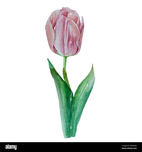 Delicate watercolor flower, pink tulip, botanical illustration, floral design, natural art ...