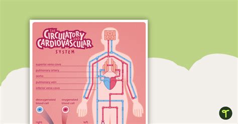 Kookabara+circulatory | Teach Starter