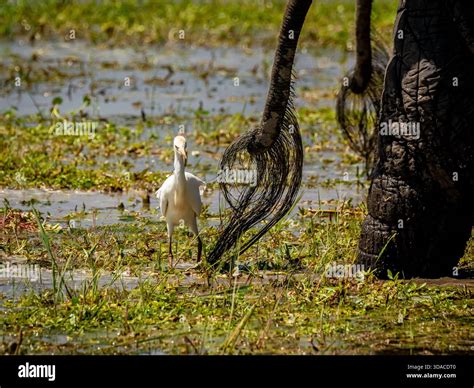 Wild egret and elephants tails hi-res stock photography and images - Alamy