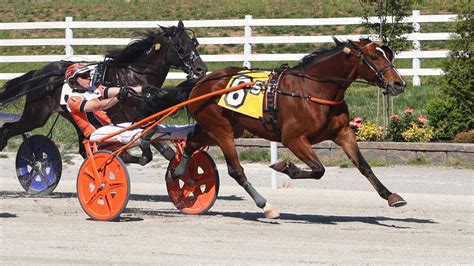 Little Expensive game in Open Trot - Harnesslink