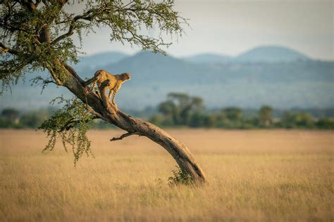 Kenya Luxury Safari Tours | Extraordinary Journeys