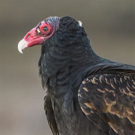 Turkey Vultures: Running on Fumes - Bluedot Living
