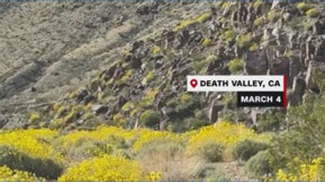 Rare superbloom covers Death Valley