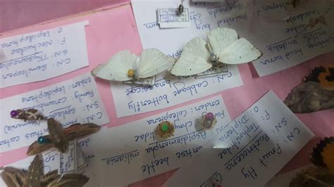 Insect Identification for B. Sc Agriculture Students Part -5