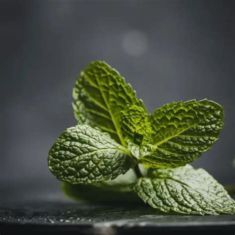 Ketahui manfaat daun mint untuk kesehatan