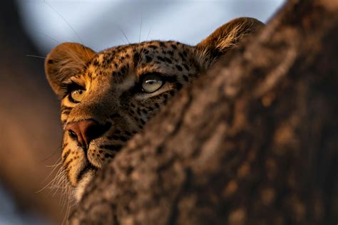 South Africa Luxury Safari Tours | Extraordinary Journeys