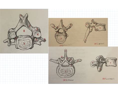 Cervical Vertebrae, Thoracic Vertebrae and Lumbar Quiz