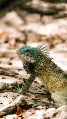 Strangest-looking animals that actually exist