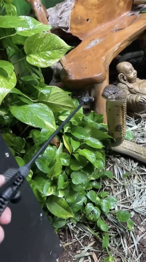This giant king cobra drinking water looks unreal