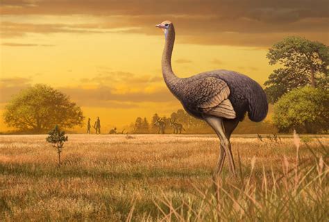 Two Million Years Ago, Humans May Have Been Eating 11-Foot-tall, 1,000-Pound Giant Birds ...