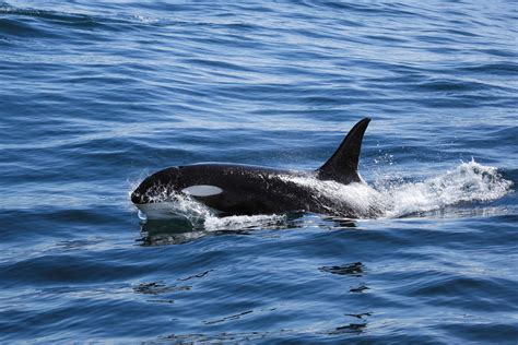 an orca killer whale