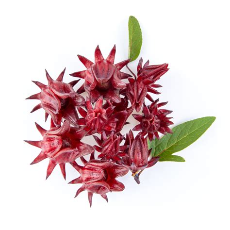 Te De Jamaica Hibisco - Flor De Jamaica - Cayena | Nombre Científico ...