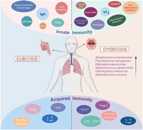 Frontiers | Respiratory microbiota, host immunity, respiratory viral ...