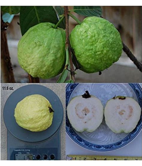 Azalea Gardens indoor Dwarf Large White Guava sweet fragrance fruit ...