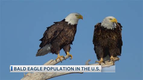 Bald eagle population in the US