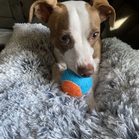 Paw Prints animal rescue | Dog-Friendly | DogTrekker