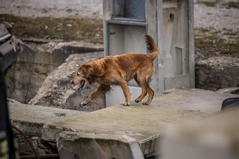 Rettungshund-Weltmeister "Wauhti-Wiivan Nyx " kommt aus Wien | Kurier