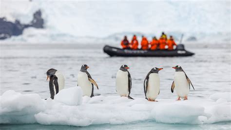 A 14-kilometre iceberg cut off food supply to an Antarctic penguin ...